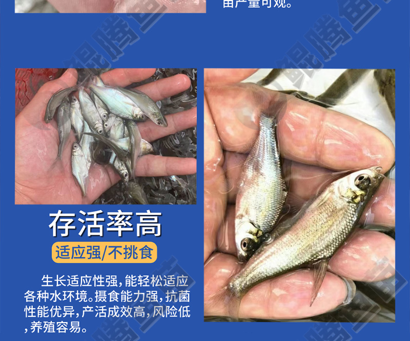沙边武昌鳊鱼苗全国供应技术跟踪百万现货