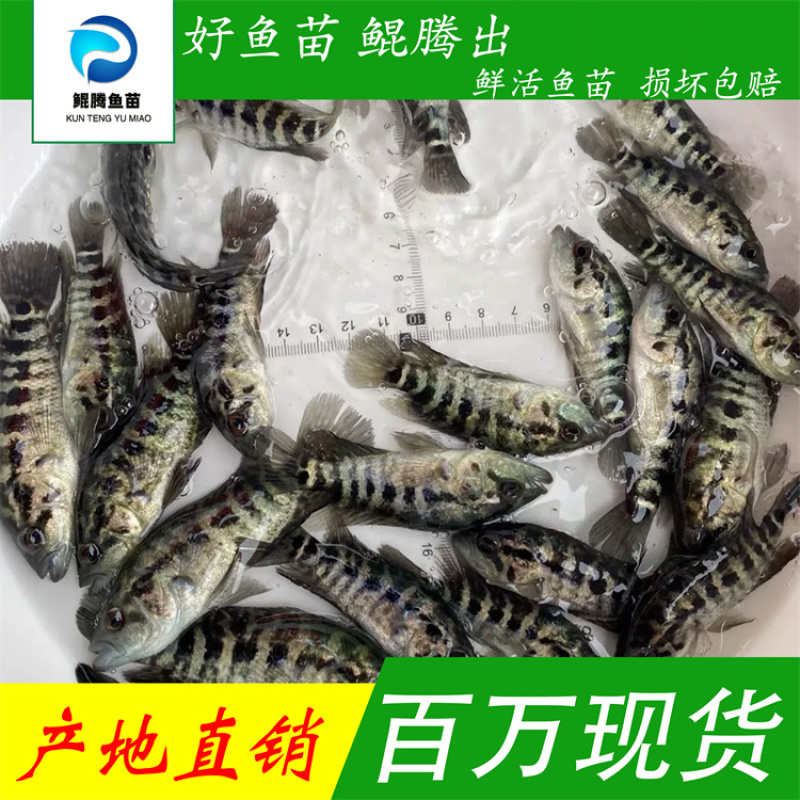 淡水石斑鱼苗全国供应鲲腾好苗技术跟踪