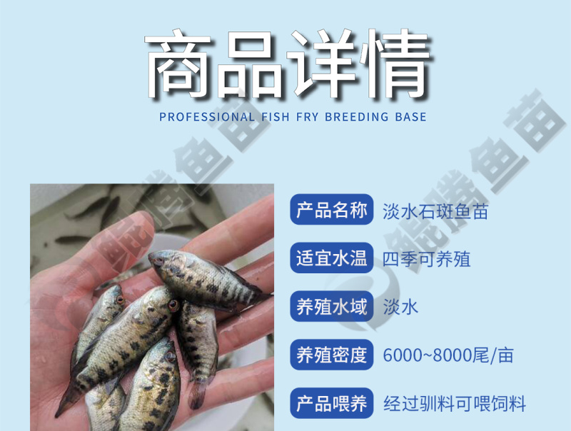淡水石斑鱼苗全国供应鲲腾好苗技术跟踪