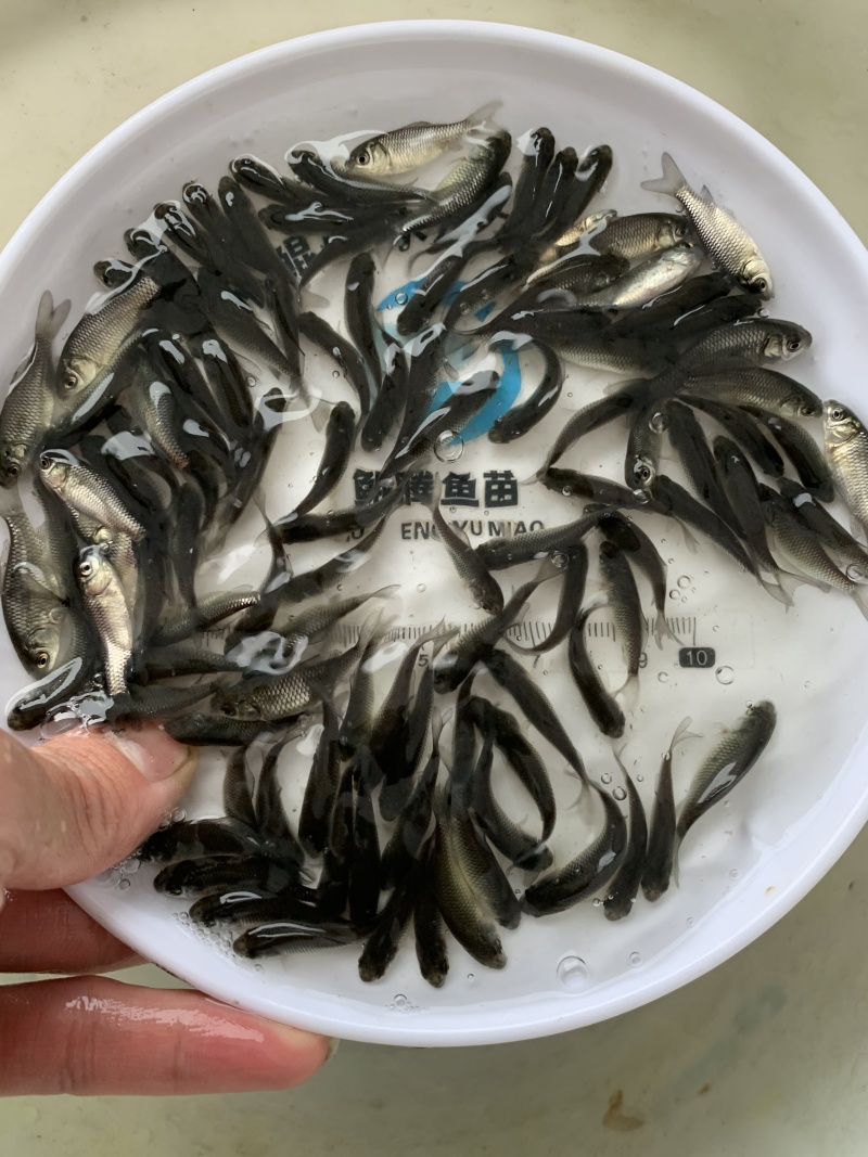 鲫鱼苗全国供应技术跟踪百万现货