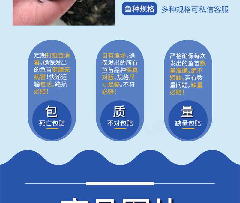 鲫鱼苗全国供应技术跟踪百万现货