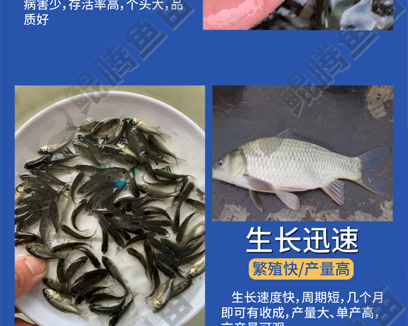 鲫鱼苗全国供应技术跟踪百万现货