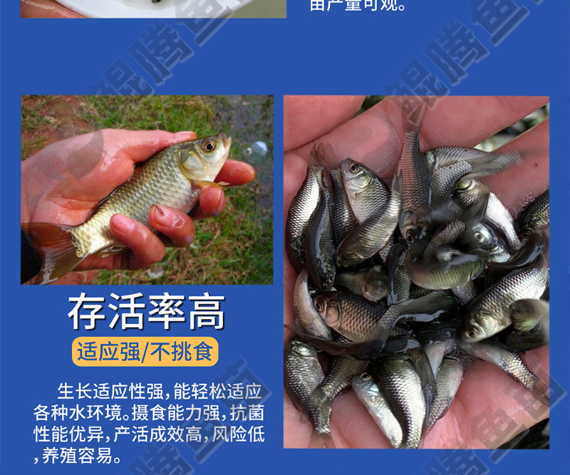 鲫鱼苗全国供应技术跟踪百万现货