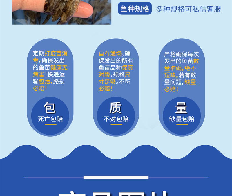 笋壳鱼苗全国供应技术跟踪百万现货