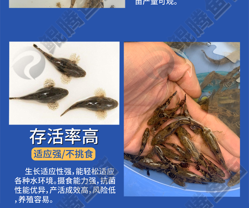 笋壳鱼苗全国供应技术跟踪百万现货