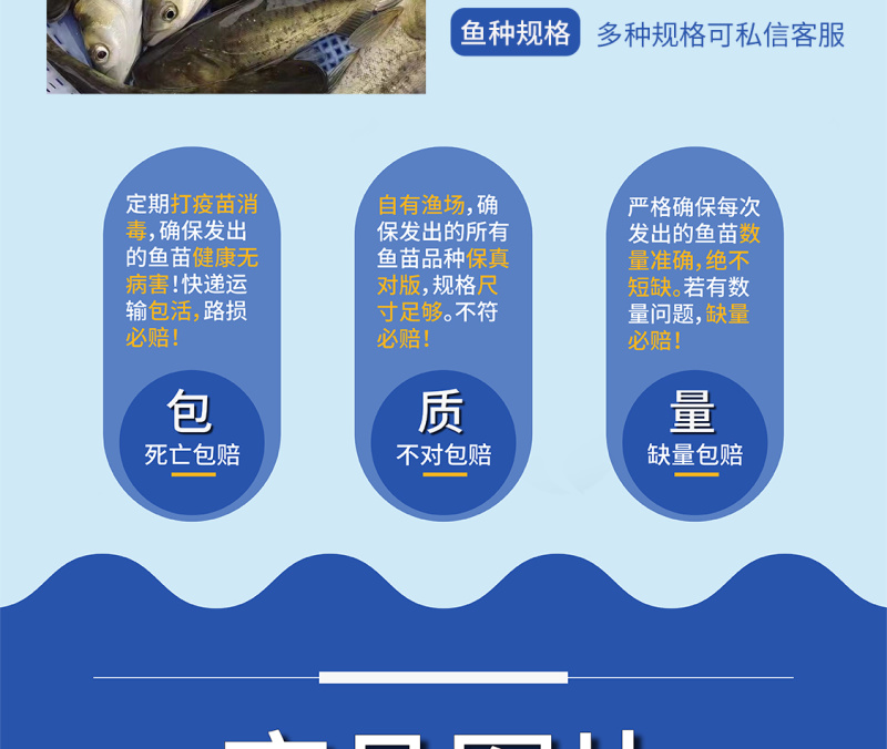 大头鱼苗花鲢鱼苗全国供应技术跟踪百万现货