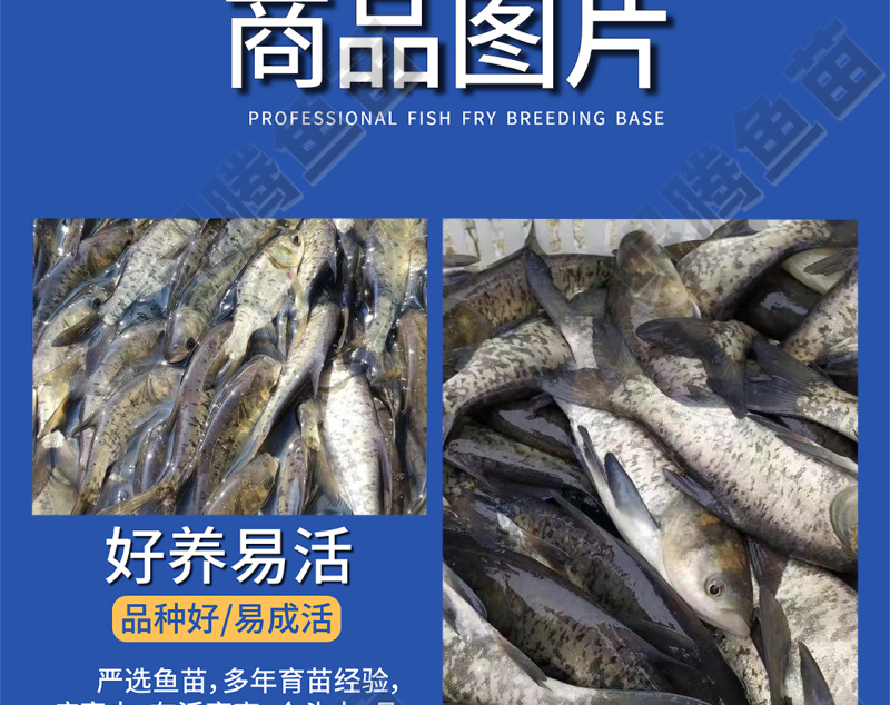 大头鱼苗花鲢鱼苗全国供应技术跟踪百万现货