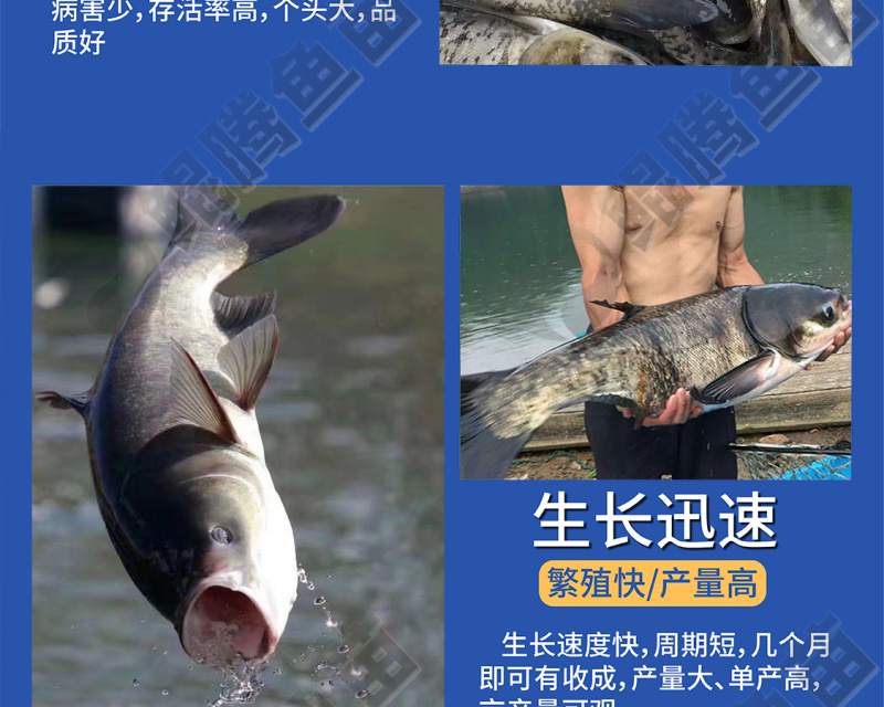 大头鱼苗花鲢鱼苗全国供应技术跟踪百万现货