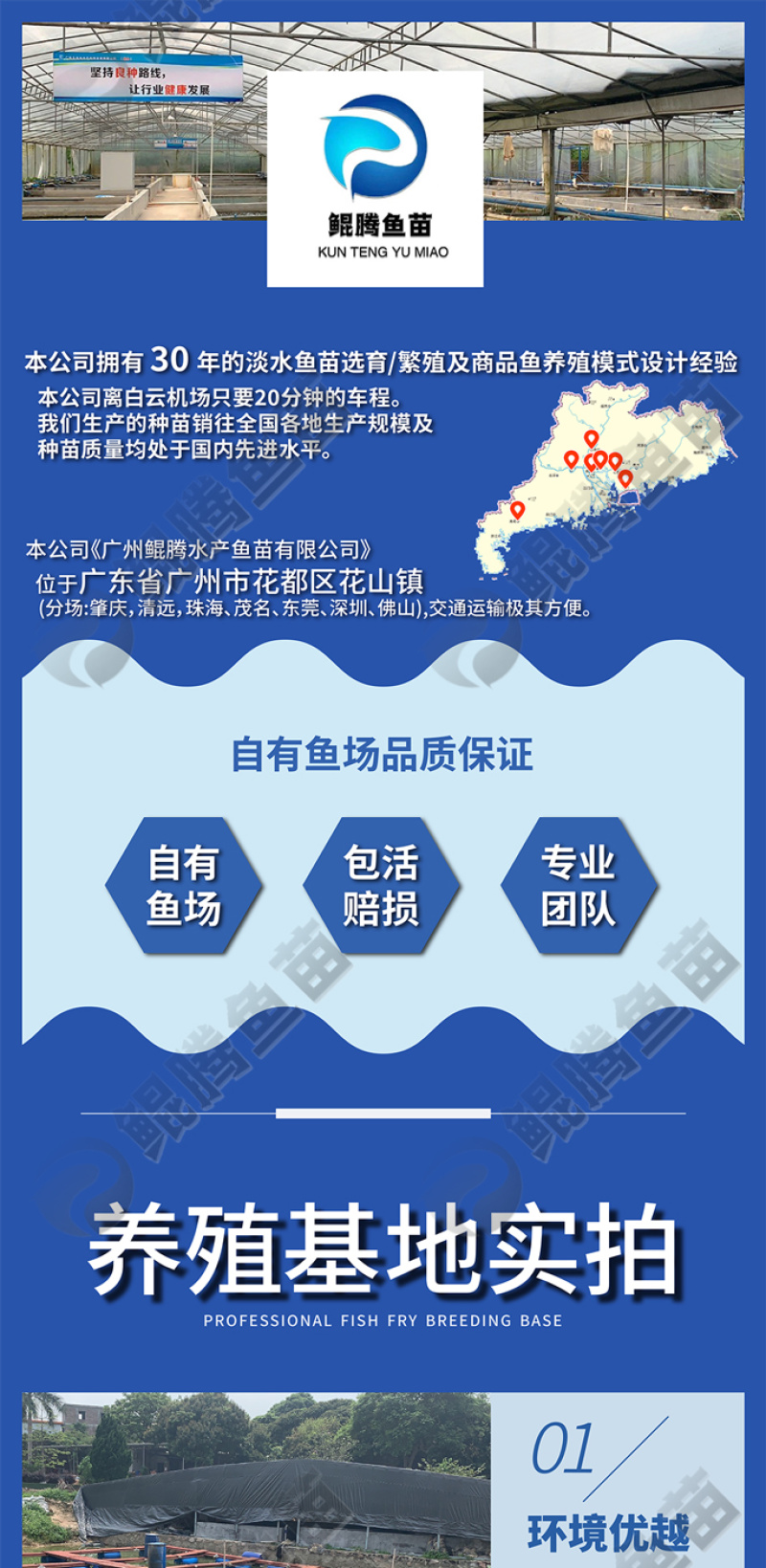 鲳鱼苗淡水白鲳鱼红鲳鱼苗全国供应技术跟踪