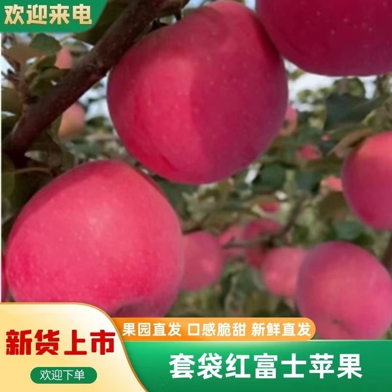 精品推荐甘肃精品红富士苹果，片红，条红，全红，支持电商