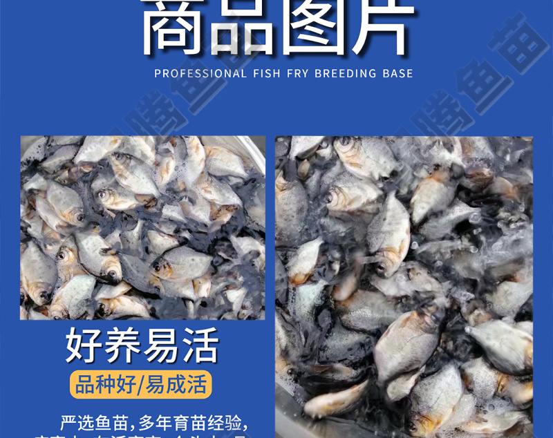 鲳鱼苗淡水白鲳鱼红鲳鱼苗全国供应技术跟踪