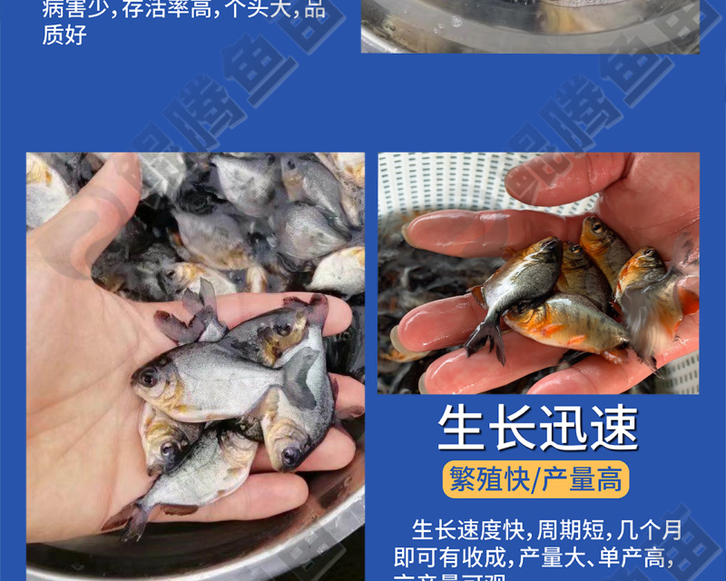 鲳鱼苗淡水白鲳鱼红鲳鱼苗全国供应技术跟踪