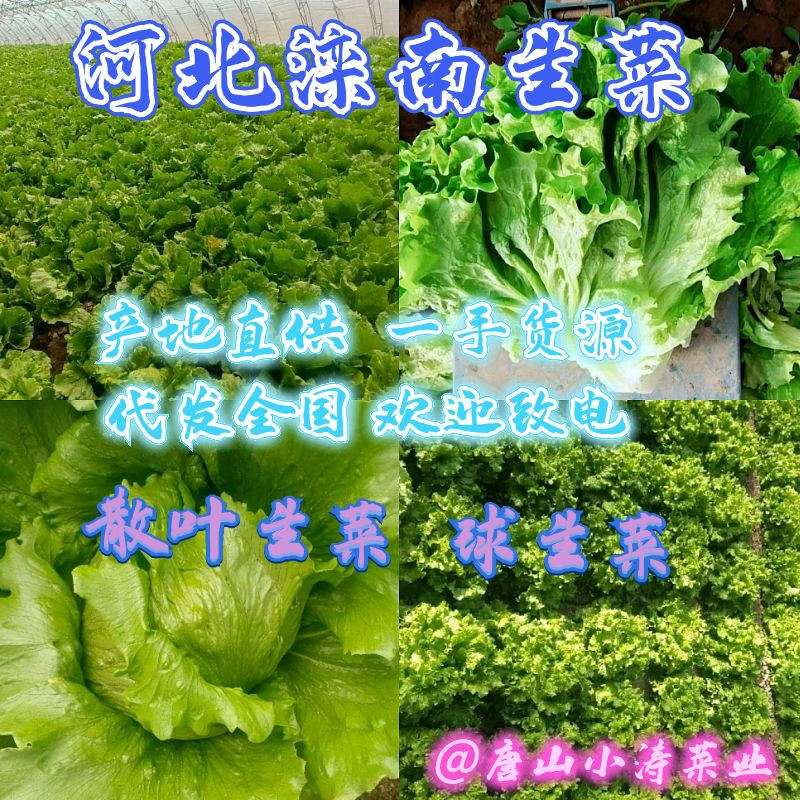 河北生菜散叶生菜球生菜碧浪碧绿生菜一手货源量大价优