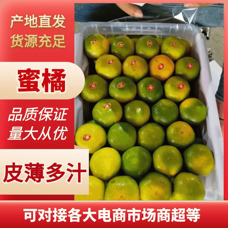 云南特早蜜橘大分4号皮薄多汁，果面干净产地一手货源供应