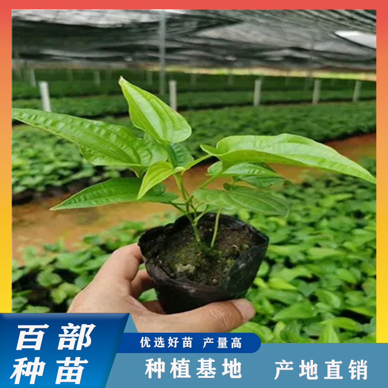 百部苗广西百部苗优质高产基地直供南药园技术回收