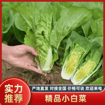 【小白菜】南通精品快菜全年供货保质保量，量大从优诚信经营
