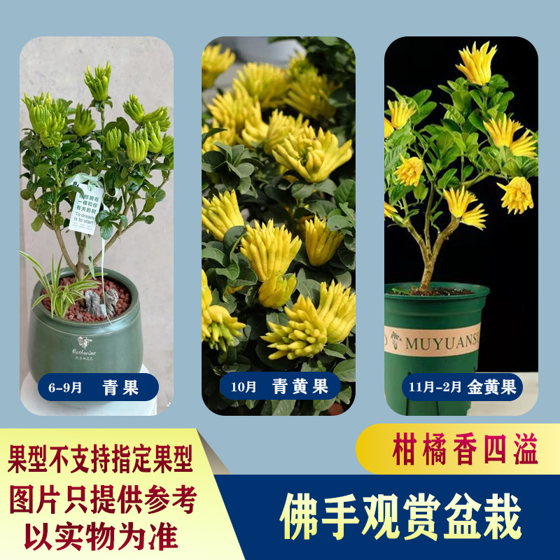 广佛手盆景阳台庭院客厅绿植吉祥如意基地直发南药园直供