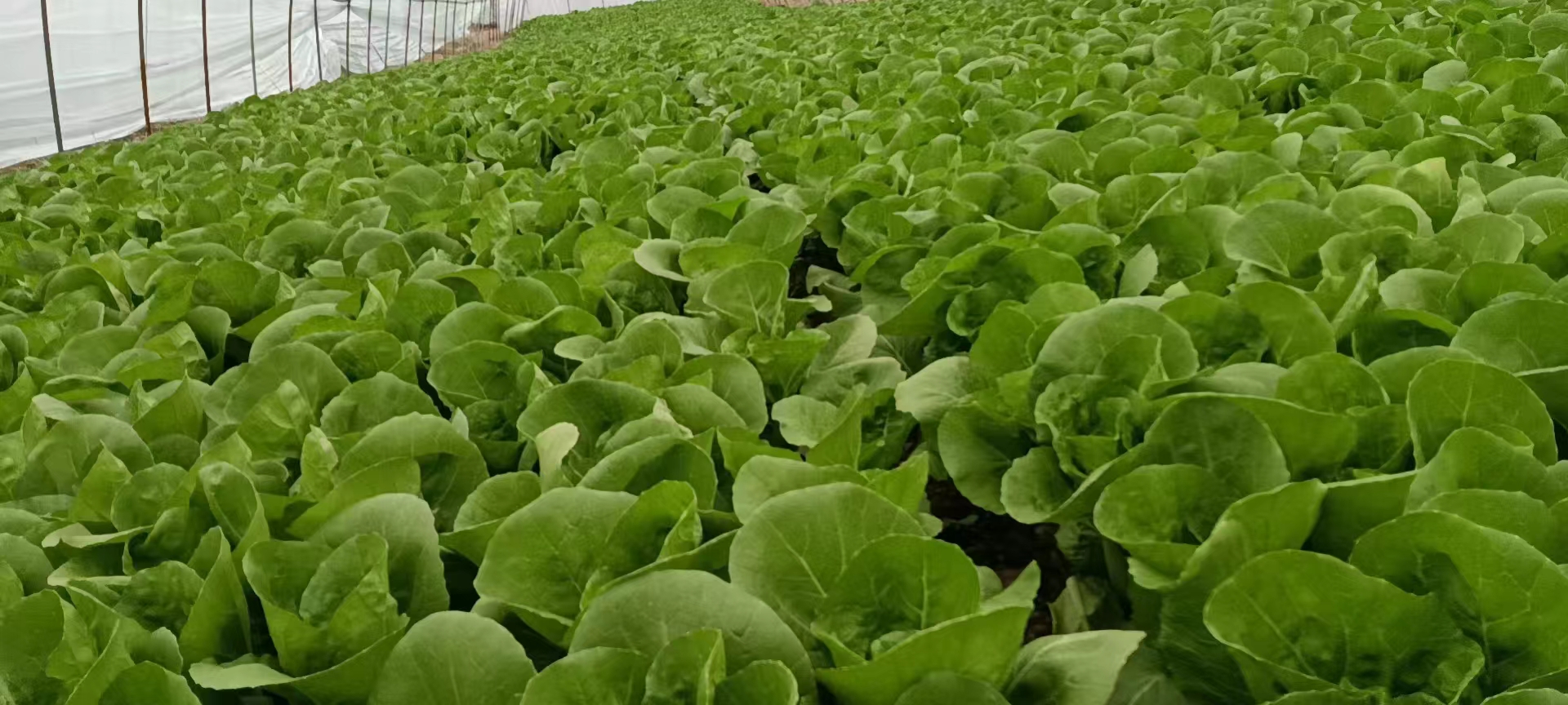 包饺子用的白菜选择