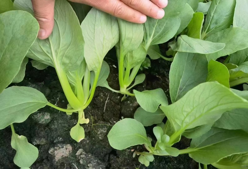 通州上海青小油菜一手货源一手价格现场看货视频看货满意再装