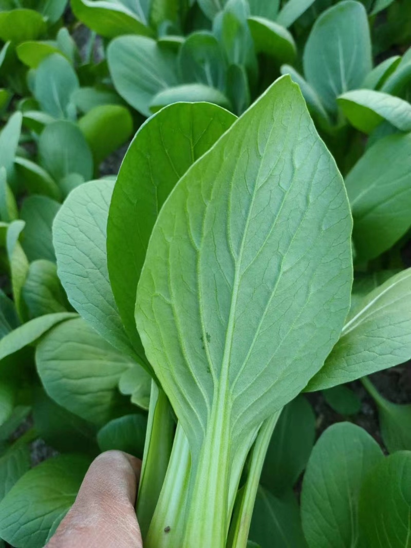 通州上海青小油菜一手货源一手价格现场看货视频看货满意再装