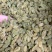精品新疆葡萄干，肉质鲜美，保质保量，欢迎选购