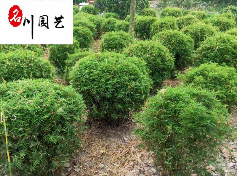 凤尾竹球价格成都凤尾竹球基地直销四季常绿量大从优