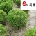 凤尾竹球价格成都凤尾竹球基地直销四季常绿量大从优