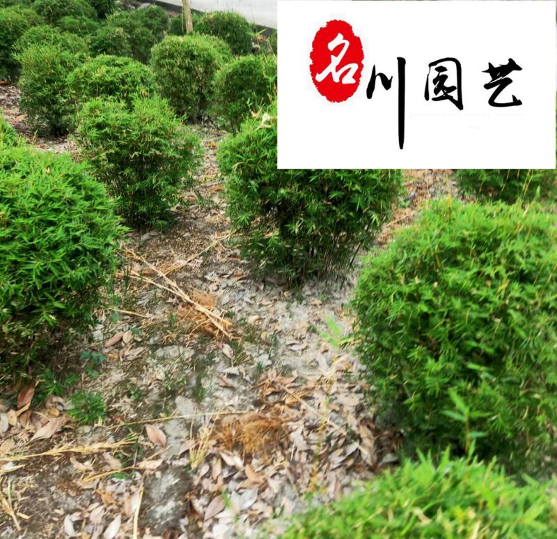 凤尾竹球价格成都凤尾竹球基地直销四季常绿量大从优