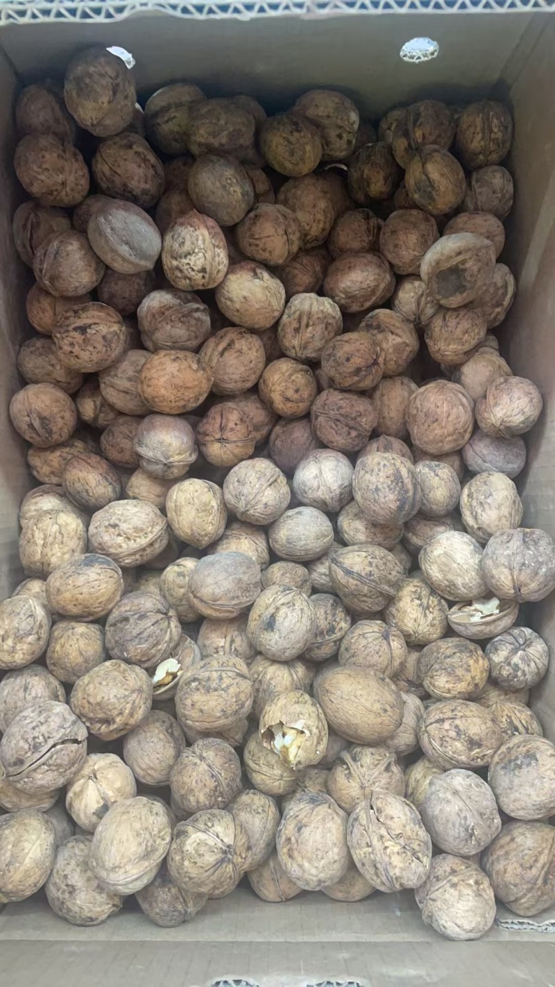 新疆精品核桃，皮薄肉厚，欢迎各位老板前来选购