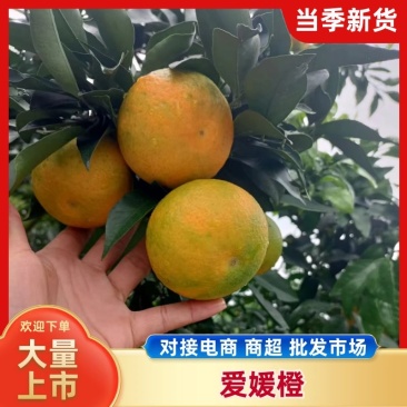 【精品】四川爱媛橙果面光滑保质保量欢迎新老客户前来采购