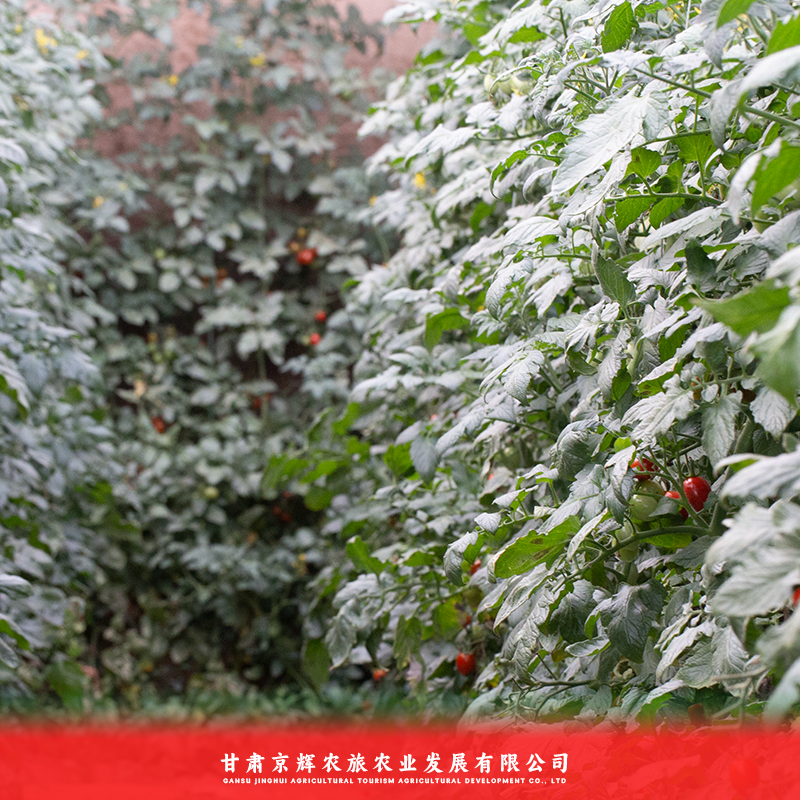 釜山88小番茄大量上市对接全国欢迎联系