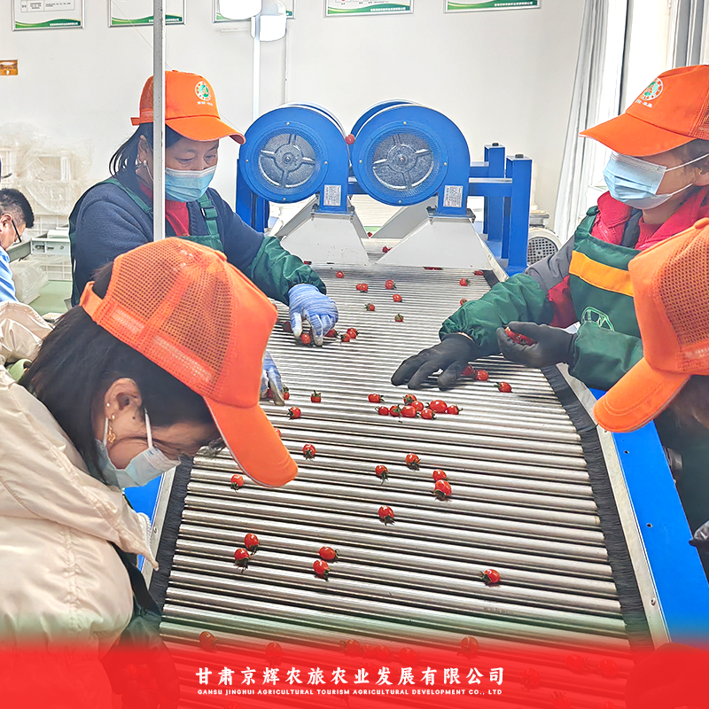 釜山88小番茄大量上市对接全国欢迎联系
