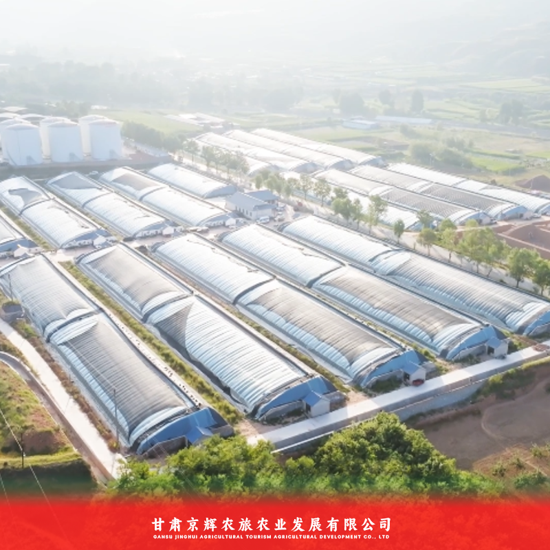 釜山88小番茄大量上市对接全国欢迎联系