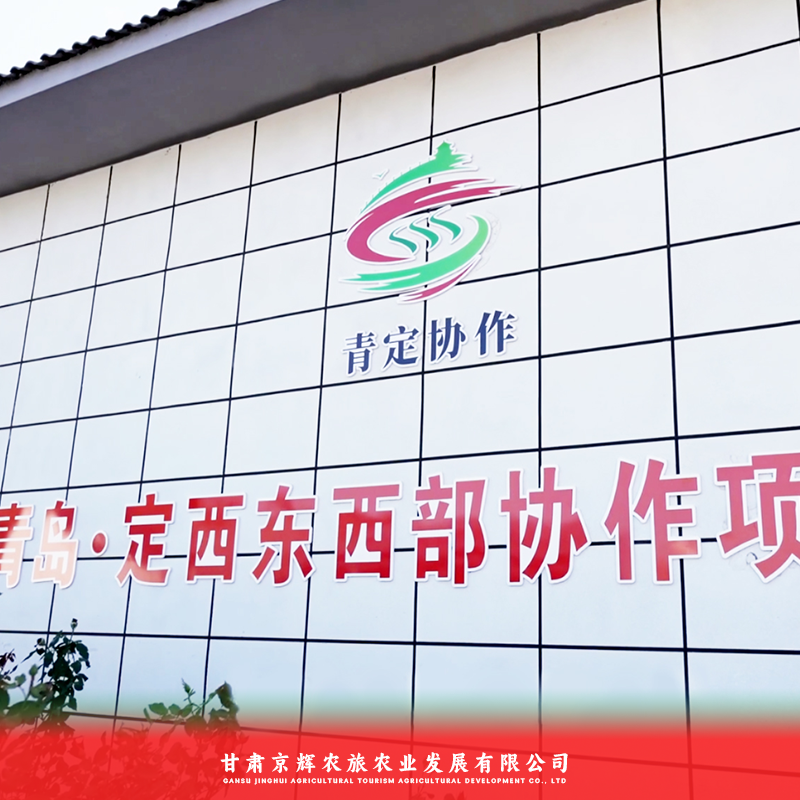 釜山88小番茄大量上市对接全国欢迎联系