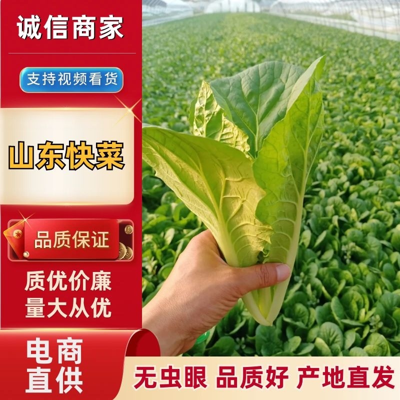 山东快菜产地发货一手货源无虫眼品质好价格美丽
