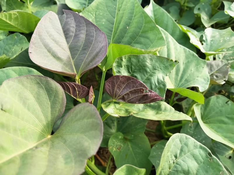湖南永州红薯一点红红薯自家种植一手货源量大从优