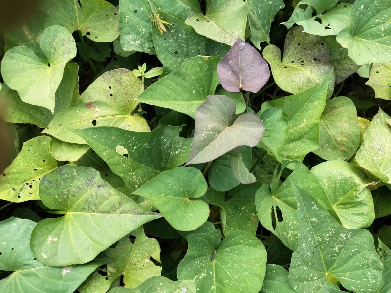 湖南永州红薯一点红红薯自家种植一手货源量大从优