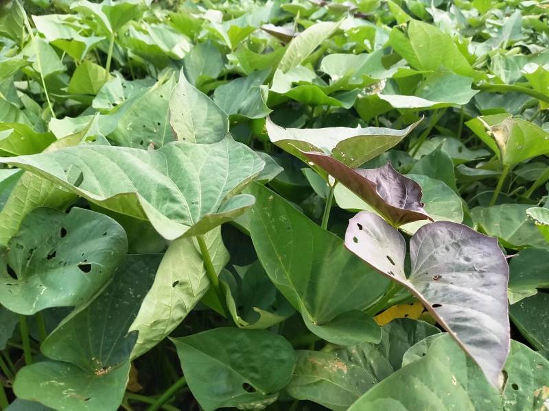 湖南永州红薯一点红红薯自家种植一手货源量大从优