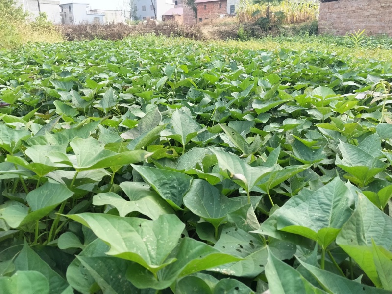 湖南永州红薯一点红红薯自家种植一手货源量大从优