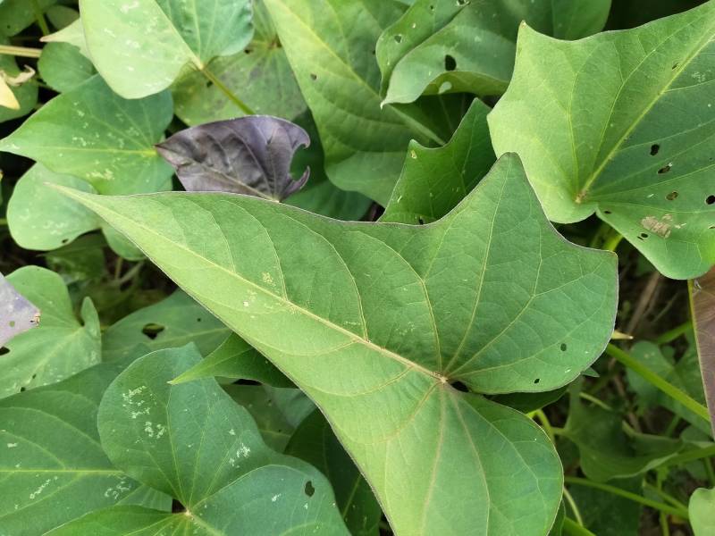 湖南永州红薯一点红红薯自家种植一手货源量大从优