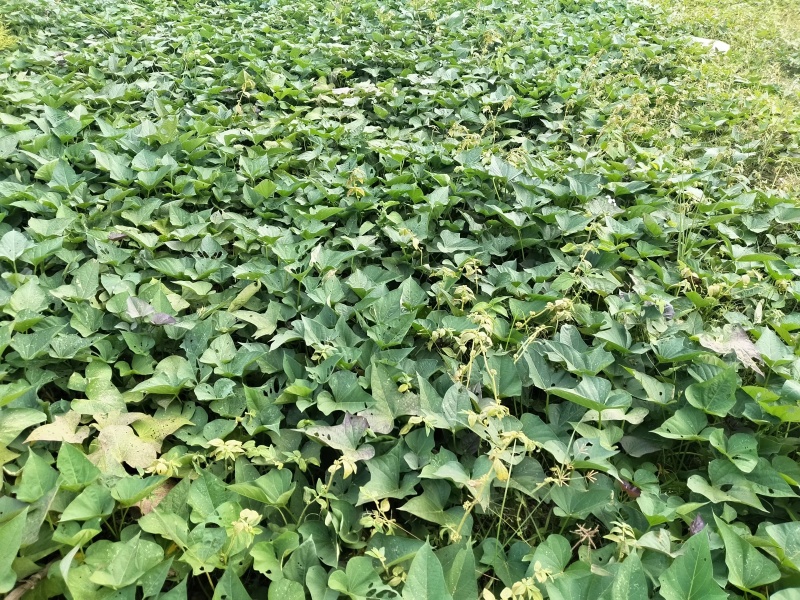 湖南永州红薯一点红红薯自家种植一手货源量大从优