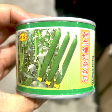 荷兰绿如意丝瓜种子杂交优质高产丝瓜种籽耐热耐寒抗病瓜条鲜