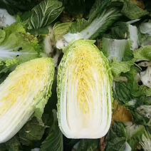 【精品黄心白菜】辽宁基地直供质量保证一手货源全国发货