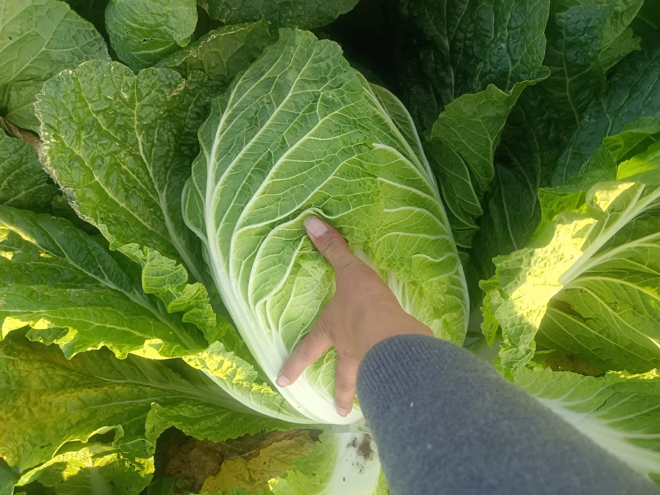 左侧为健康的大白菜,叶片紧密包裹形成坚实叶球;右侧为‘不长心’的大白菜,中心叶片松散、无法闭合,呈开放状生长,外叶虽绿但无商品价值 大白菜正常结球与不结球对比图