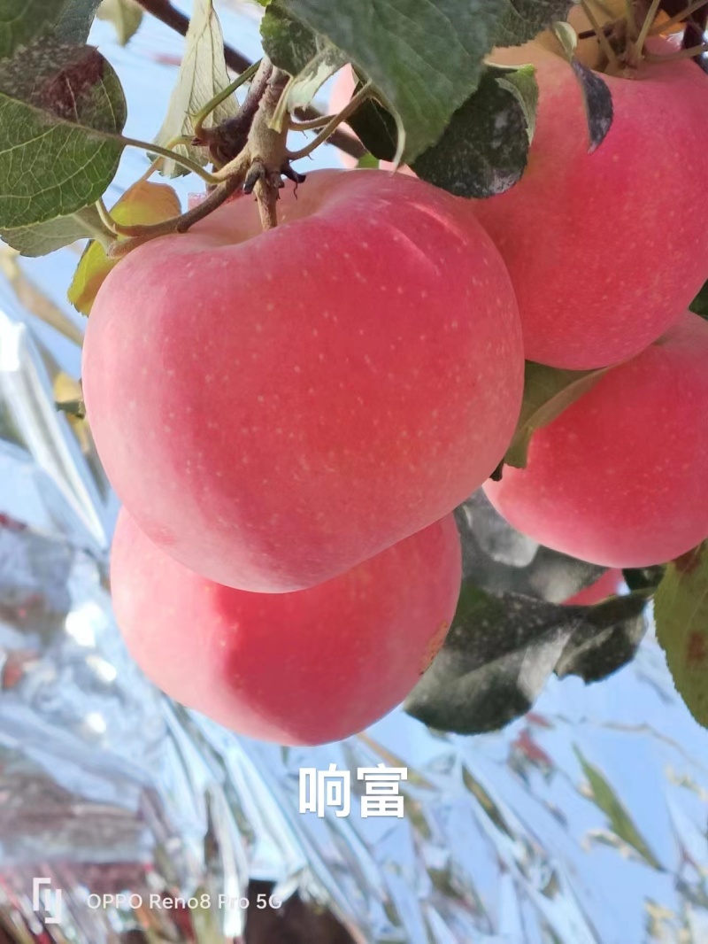 鸡血红2001条纹富士红富士苹果苗基地直销货源充足