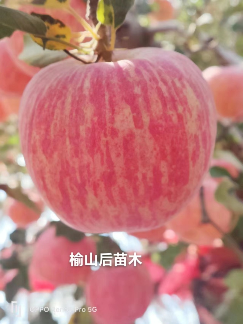 鸡血红2001条纹富士红富士苹果苗基地直销货源充足