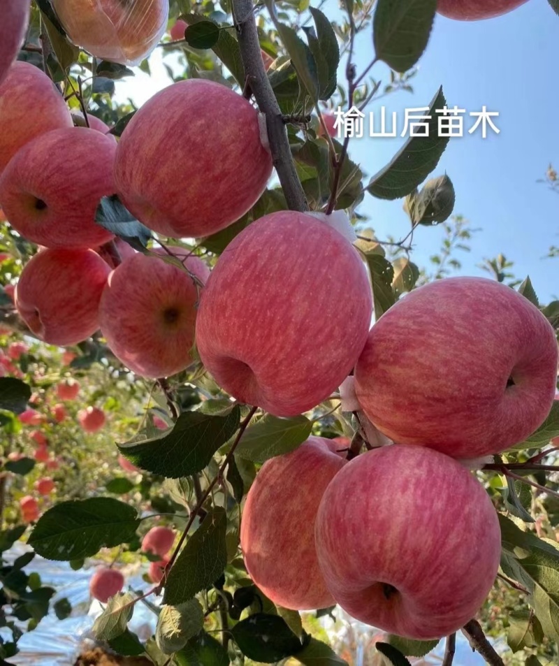 鸡血红2001条纹富士红富士苹果苗基地直销货源充足