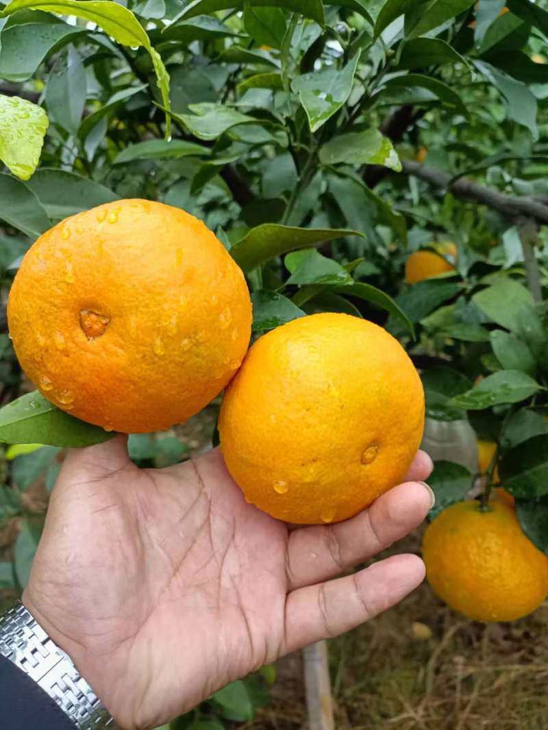 四川爱媛果冻橙大量上市需要的欢迎联系