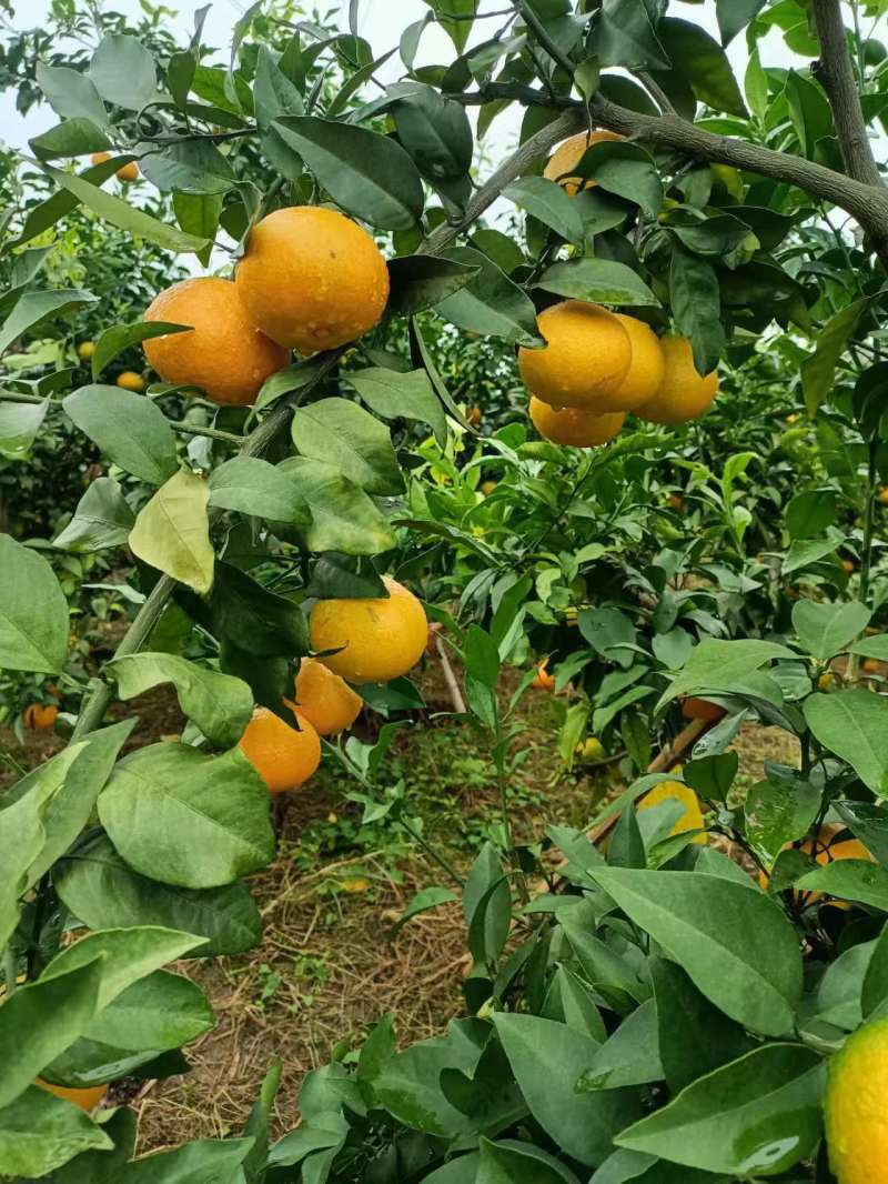 四川爱媛果冻橙大量上市需要的欢迎联系