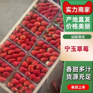 【牛商优选】宁玉草莓徐州草莓颜色鲜亮个头大味道甜